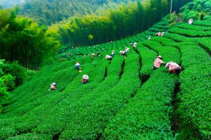 ارزش افزوده چای